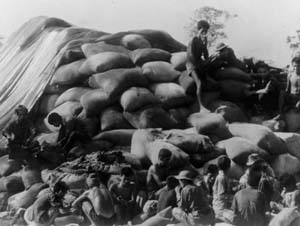 CAMBODIANS FILL BAGS WITH CAPTURED RICE, 18 MAY 1970