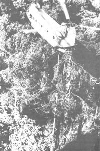 TROOPS DESCENDING AN AERIAL LADDER INTO TRIPLE CANOPIED JUNGLE