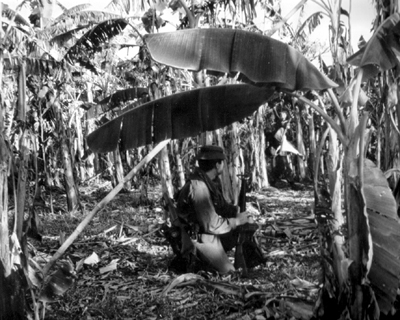 Photo: SOLDIER OF ROYAL AUSTRALIAN REGIMENT pauses sweep of cultivated area around a village.