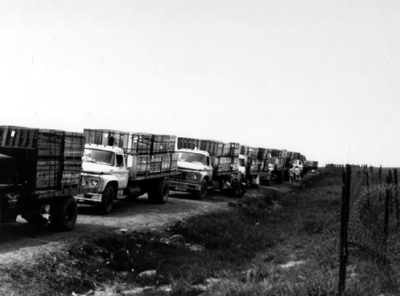 Picture - Civilian Contractor Han Jin Trucks Waiting To Be Unloaded