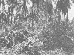 Photo: Japanese Bunker in the Duropa Plantation