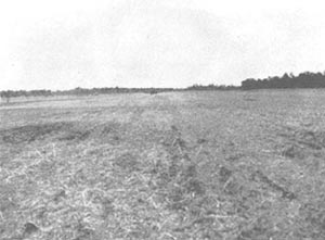 Photo: Strip No. 4 at Dobodura