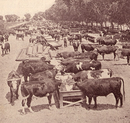 Feeding Cattle in the Cattle Pens at Phoenix, Arizona